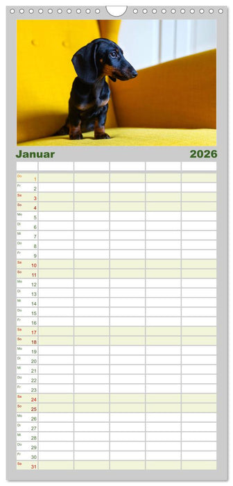 Dackelblicke - Lassen Herzen erwärmen. (CALVENDO Familienplaner 2026)