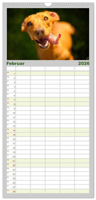 Dackelblicke - Lassen Herzen erwärmen. (CALVENDO Familienplaner 2026)