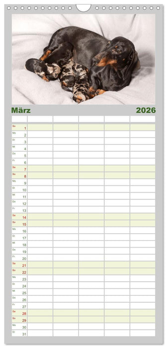 Dackelblicke - Lassen Herzen erwärmen. (CALVENDO Familienplaner 2026)