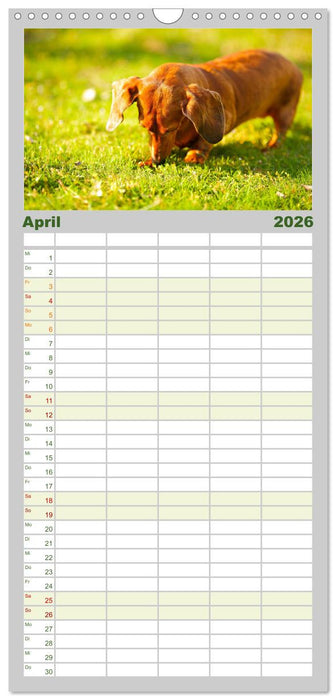 Dackelblicke - Lassen Herzen erwärmen. (CALVENDO Familienplaner 2026)