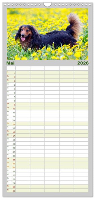 Dackelblicke - Lassen Herzen erwärmen. (CALVENDO Familienplaner 2026)