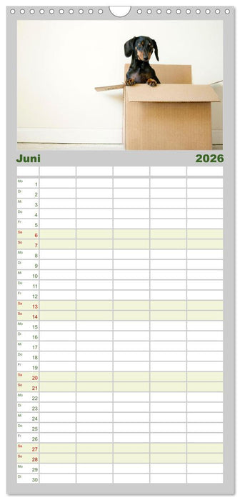 Dackelblicke - Lassen Herzen erwärmen. (CALVENDO Familienplaner 2026)