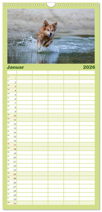 Hunde Action (CALVENDO Familienplaner 2026)