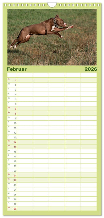 Hunde Action (CALVENDO Familienplaner 2026)