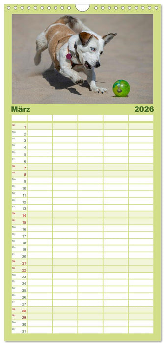 Hunde Action (CALVENDO Familienplaner 2026)