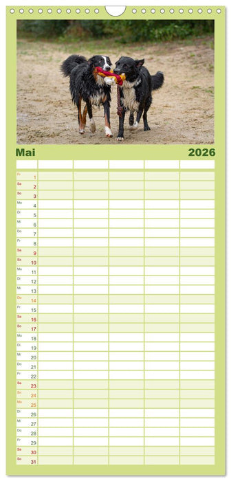 Hunde Action (CALVENDO Familienplaner 2026)