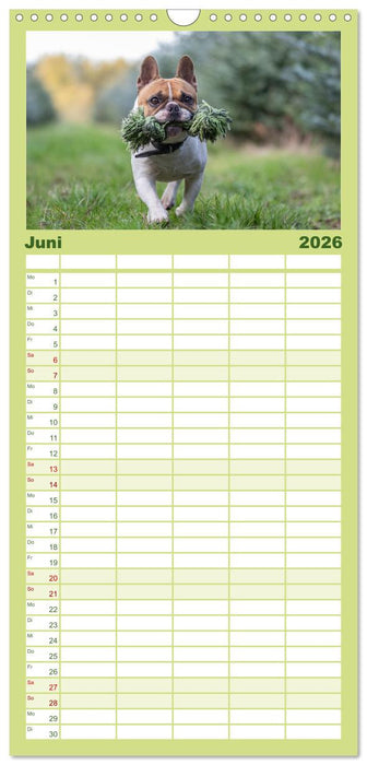 Hunde Action (CALVENDO Familienplaner 2026)