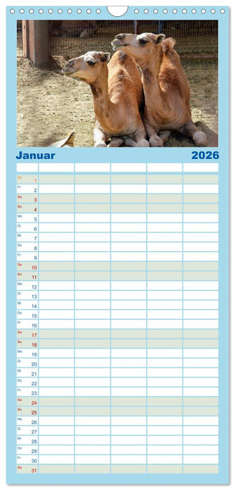 Urlaubsgefühle - mit Dromedaren unterwegs (CALVENDO Familienplaner 2026)