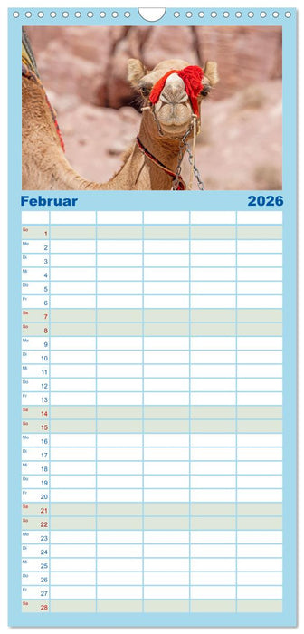 Urlaubsgefühle - mit Dromedaren unterwegs (CALVENDO Familienplaner 2026)