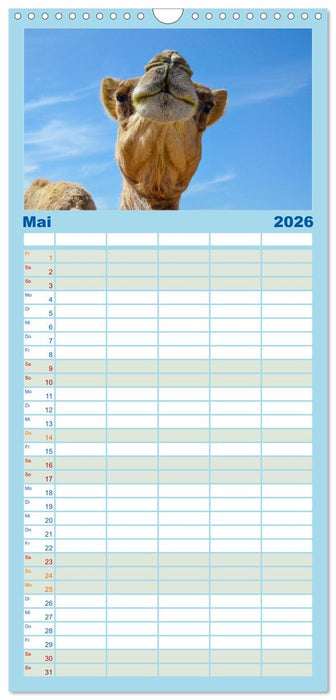 Urlaubsgefühle - mit Dromedaren unterwegs (CALVENDO Familienplaner 2026)