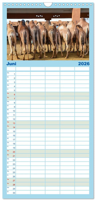 Urlaubsgefühle - mit Dromedaren unterwegs (CALVENDO Familienplaner 2026)