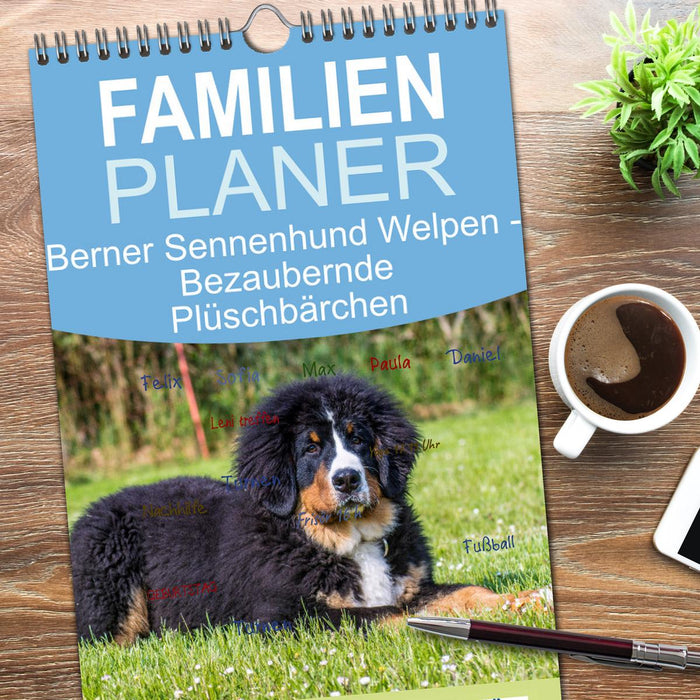 Berner Sennenhund Welpen - Bezaubernde Plüschbärchen (CALVENDO Familienplaner 2026)