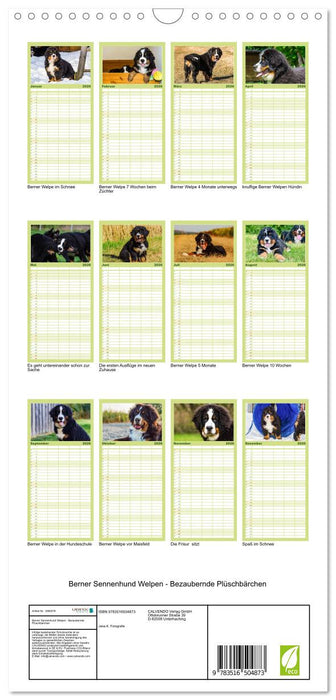 Berner Sennenhund Welpen - Bezaubernde Plüschbärchen (CALVENDO Familienplaner 2026)
