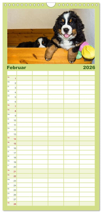 Berner Sennenhund Welpen - Bezaubernde Plüschbärchen (CALVENDO Familienplaner 2026)