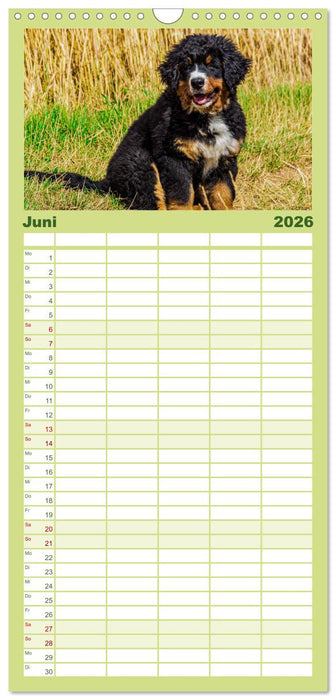 Berner Sennenhund Welpen - Bezaubernde Plüschbärchen (CALVENDO Familienplaner 2026)