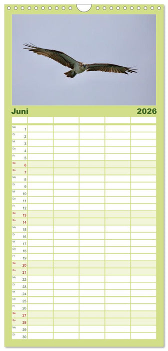 Faszination Australien - Welt der Vögel (CALVENDO Familienplaner 2026)