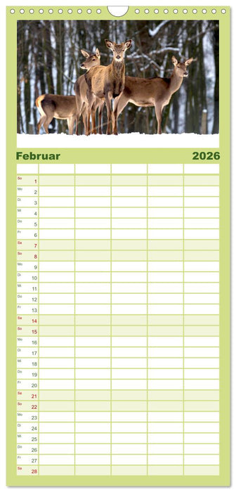 Die Tiere des Waldes (CALVENDO Familienplaner 2026)