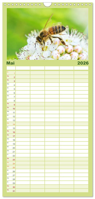 Hummeln und Bienen (CALVENDO Familienplaner 2026)