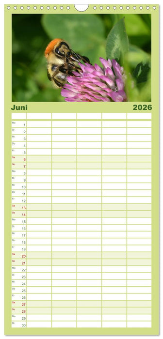 Hummeln und Bienen (CALVENDO Familienplaner 2026)
