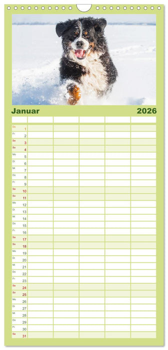 Berner Sennenhund - Eine Liebe für´s Leben (CALVENDO Familienplaner 2026)
