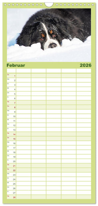 Berner Sennenhund - Eine Liebe für´s Leben (CALVENDO Familienplaner 2026)