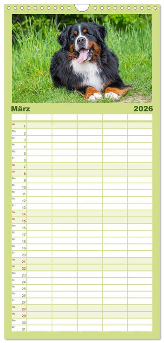 Berner Sennenhund - Eine Liebe für´s Leben (CALVENDO Familienplaner 2026)