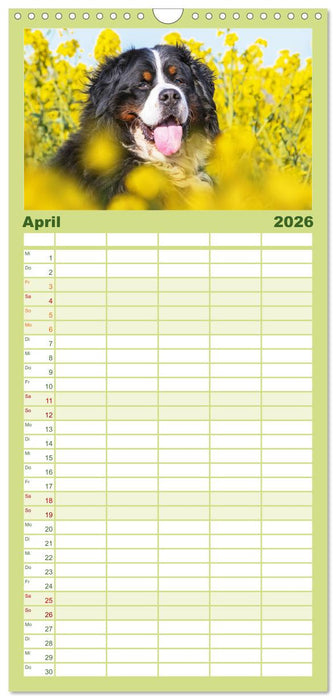 Berner Sennenhund - Eine Liebe für´s Leben (CALVENDO Familienplaner 2026)