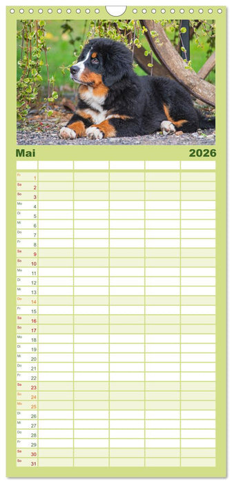 Berner Sennenhund - Eine Liebe für´s Leben (CALVENDO Familienplaner 2026)