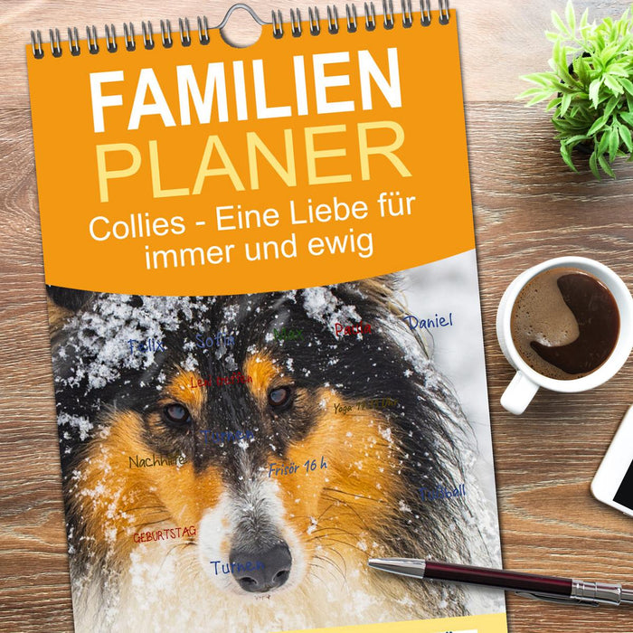 Collies - Eine Liebe für immer und ewig (CALVENDO Familienplaner 2026)