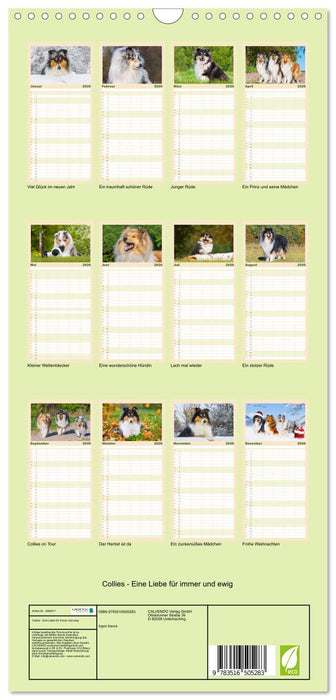 Collies - Eine Liebe für immer und ewig (CALVENDO Familienplaner 2026)