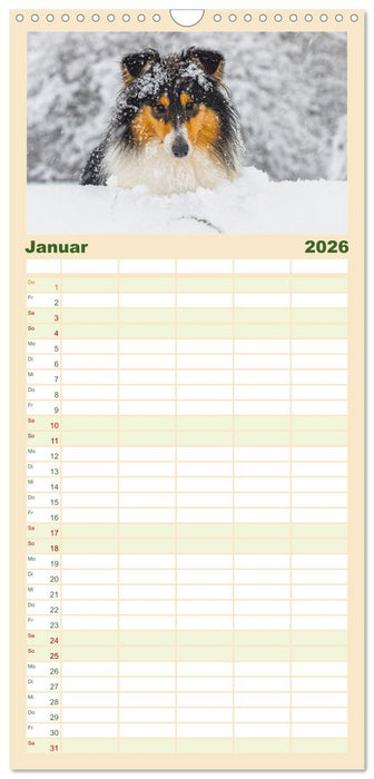 Collies - Eine Liebe für immer und ewig (CALVENDO Familienplaner 2026)