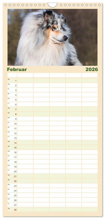 Collies - Eine Liebe für immer und ewig (CALVENDO Familienplaner 2026)