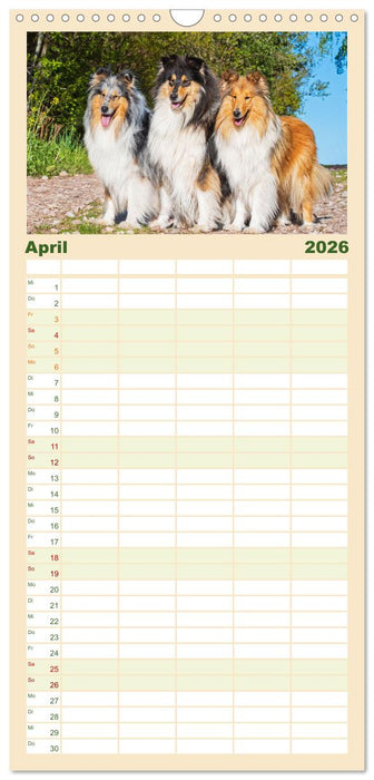 Collies - Eine Liebe für immer und ewig (CALVENDO Familienplaner 2026)