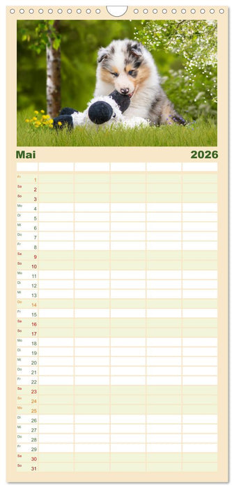 Collies - Eine Liebe für immer und ewig (CALVENDO Familienplaner 2026)