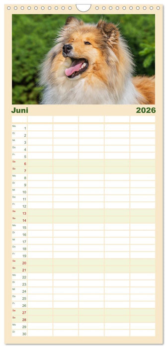Collies - Eine Liebe für immer und ewig (CALVENDO Familienplaner 2026)