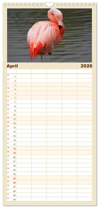 Flamingo Zauber (CALVENDO Familienplaner 2026)