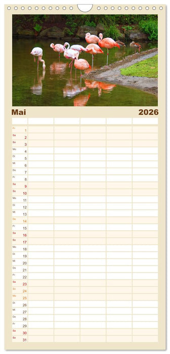 Flamingo Zauber (CALVENDO Familienplaner 2026)