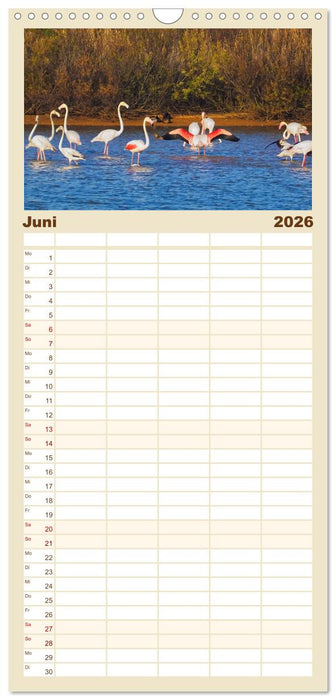 Flamingo Zauber (CALVENDO Familienplaner 2026)