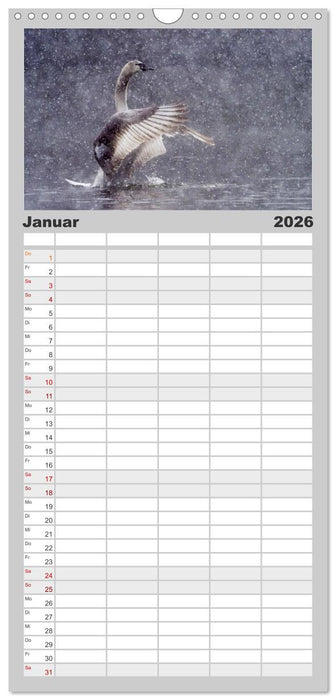 Der Höckerschwan elegant und stolz (CALVENDO Familienplaner 2026)