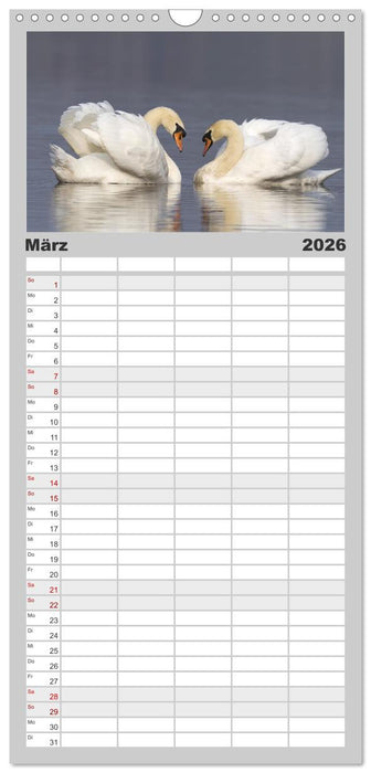 Der Höckerschwan elegant und stolz (CALVENDO Familienplaner 2026)