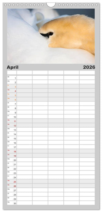 Der Höckerschwan elegant und stolz (CALVENDO Familienplaner 2026)