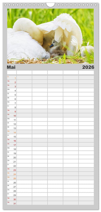 Der Höckerschwan elegant und stolz (CALVENDO Familienplaner 2026)