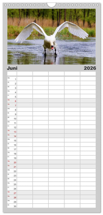 Der Höckerschwan elegant und stolz (CALVENDO Familienplaner 2026)