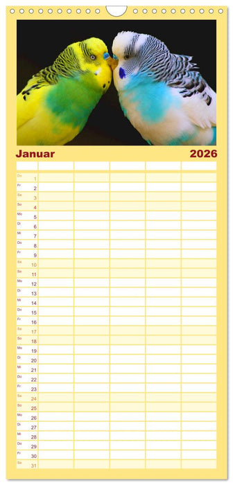 Wellensittiche - gesellige Freunde (CALVENDO Familienplaner 2026)