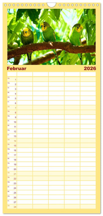 Wellensittiche - gesellige Freunde (CALVENDO Familienplaner 2026)