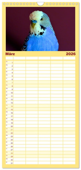 Wellensittiche - gesellige Freunde (CALVENDO Familienplaner 2026)