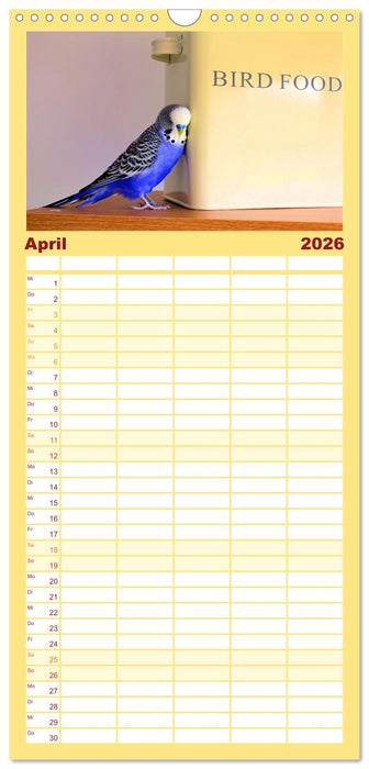 Wellensittiche - gesellige Freunde (CALVENDO Familienplaner 2026)