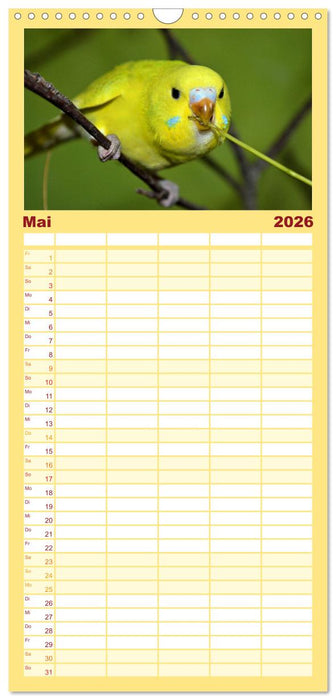 Wellensittiche - gesellige Freunde (CALVENDO Familienplaner 2026)