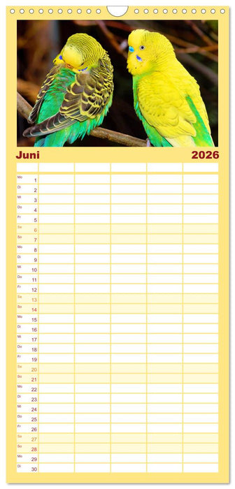 Wellensittiche - gesellige Freunde (CALVENDO Familienplaner 2026)
