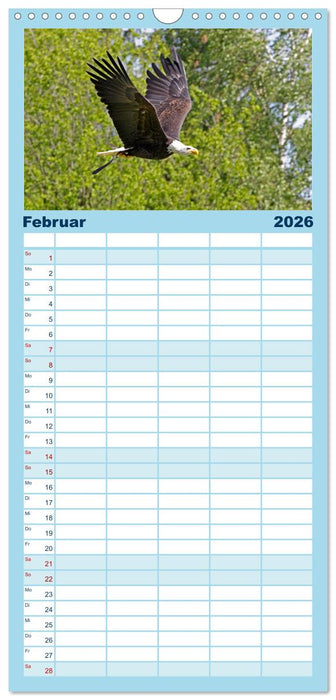 Vögel im Flug - Akrobaten der Lüfte (CALVENDO Familienplaner 2026)